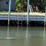 Manatees